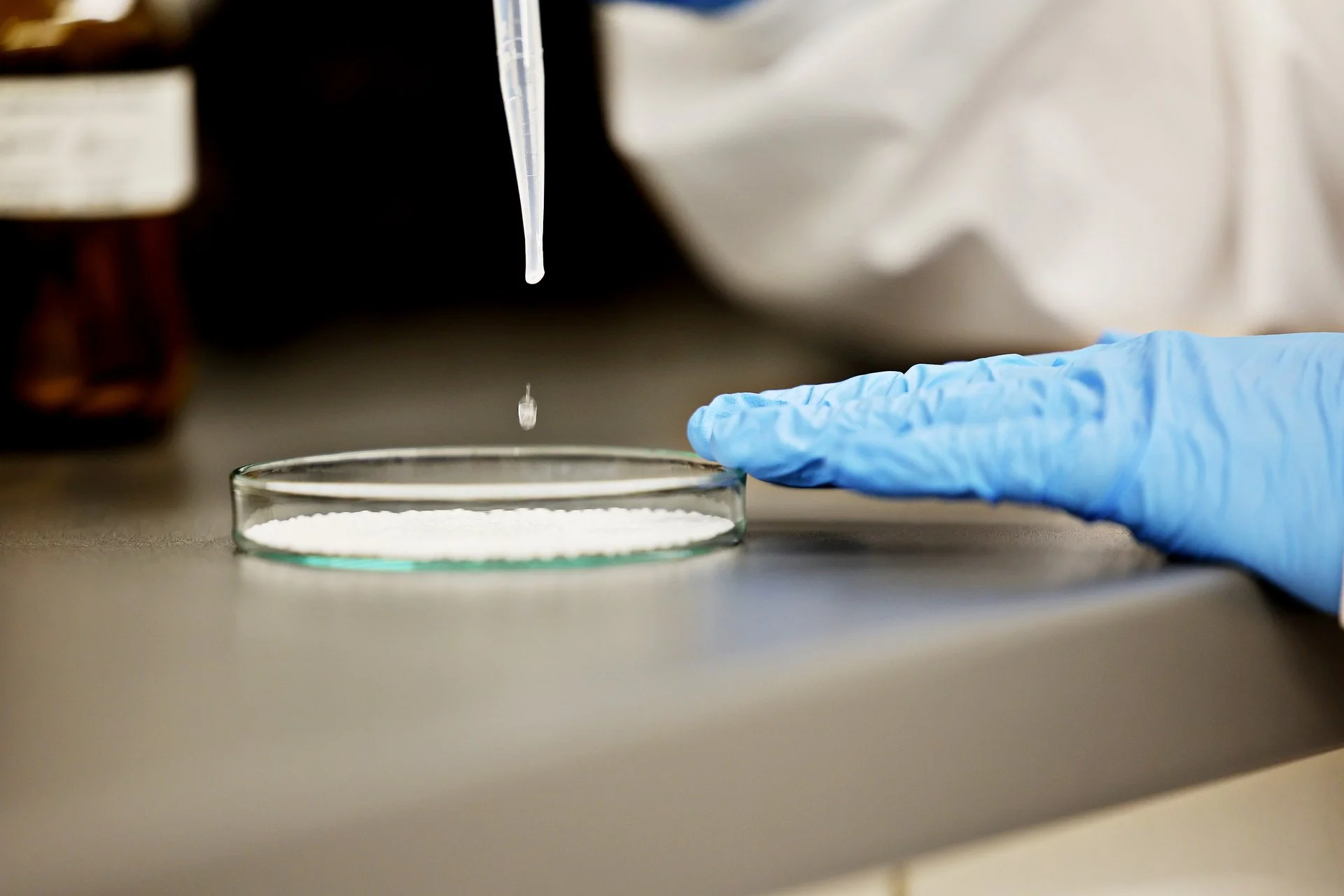 Pipette tropft Flüssigkeit in eine Petrischale; eine Hand mit blauem Einweghandschuh hält die Schale auf einer Laborarbeitsfläche.